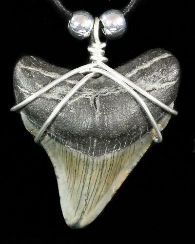 Fossil Megalodon Tooth Necklace #47778